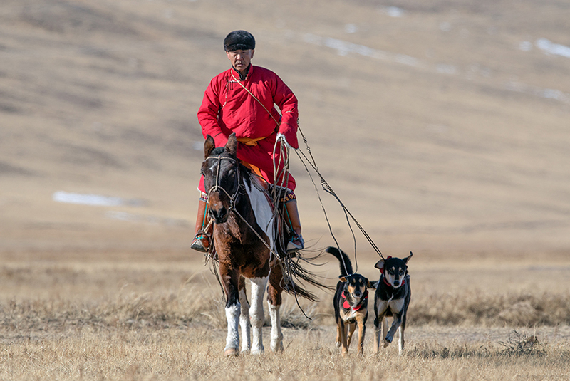 hunting dogs in mongolia